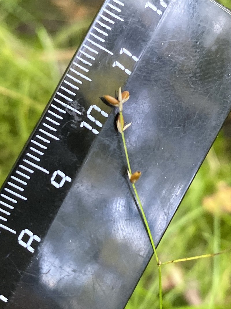 Softleaf Sedge photo 4