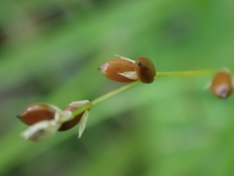 Softleaf Sedge photo 5