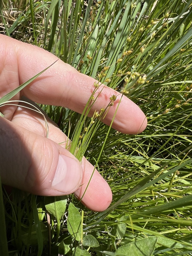 Softleaf Sedge photo 6
