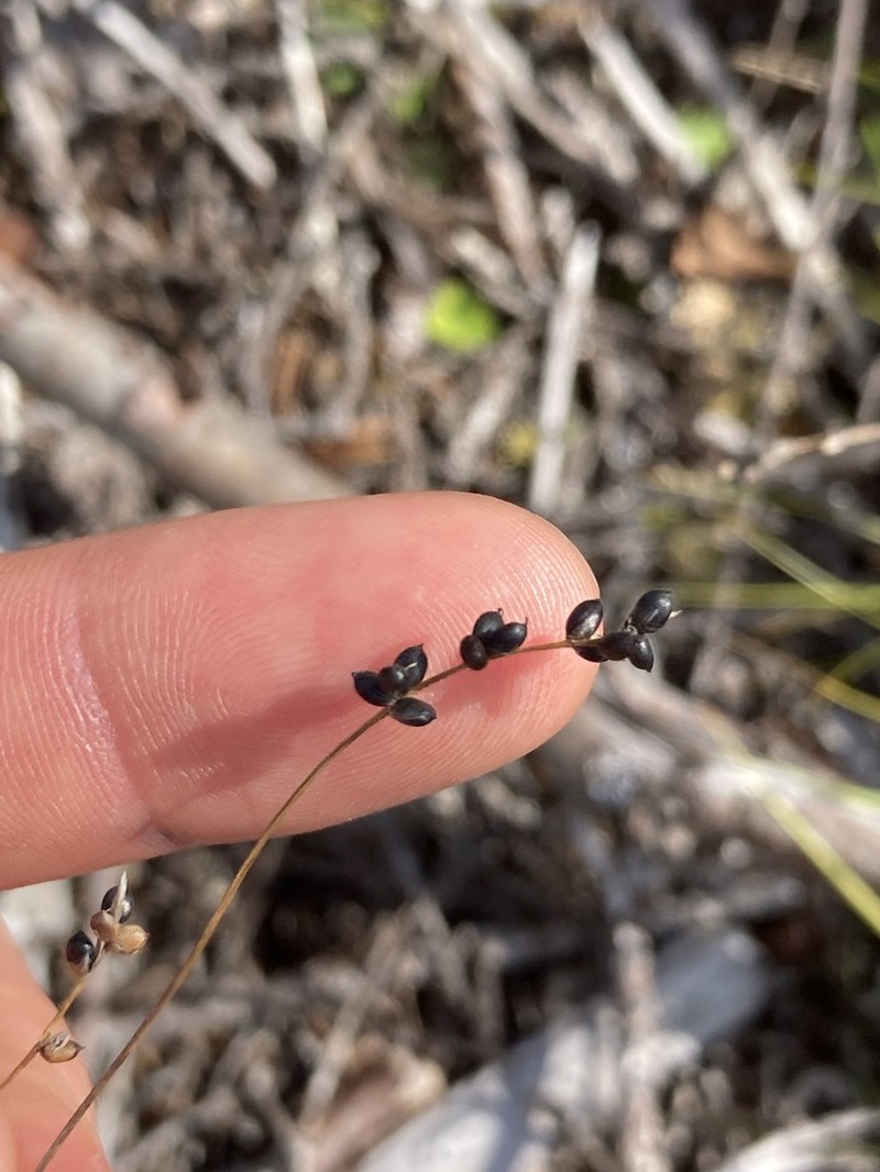 Softleaf Sedge photo 7