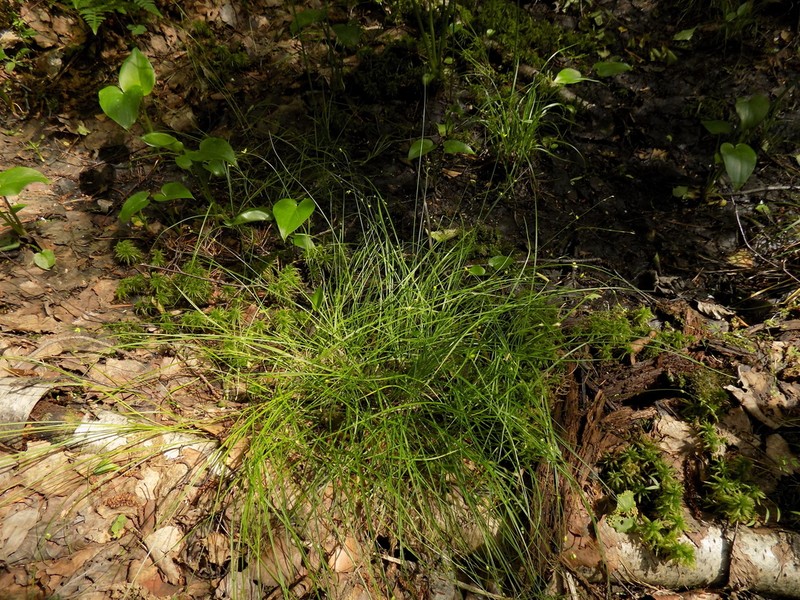 Softleaf Sedge photo 8