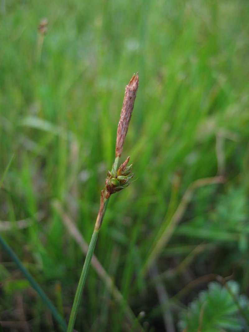 Distant Sedge
