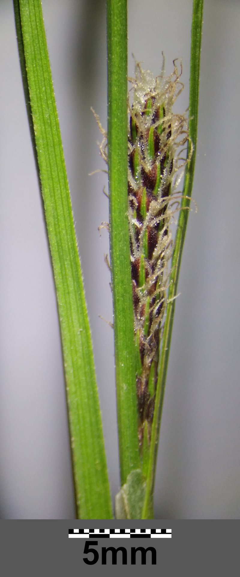 Distant Sedge photo 7