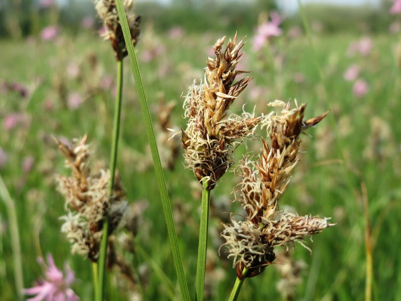 Tworank Sedge photo 5
