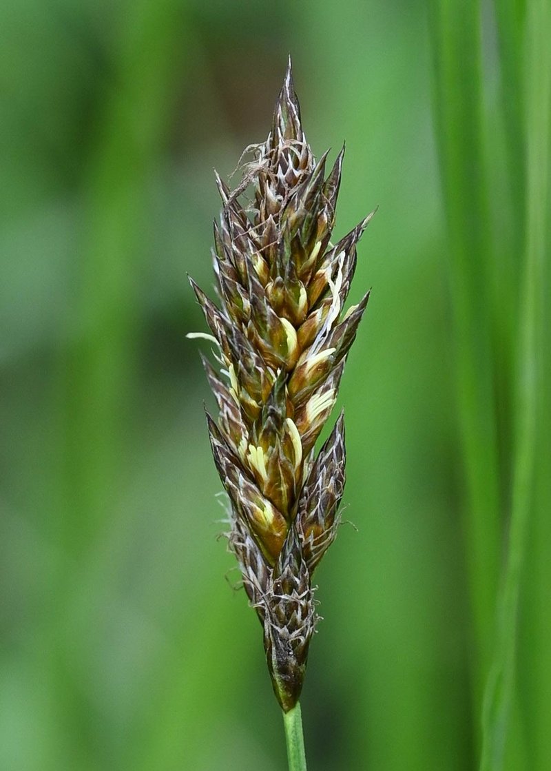 Tworank Sedge photo 6