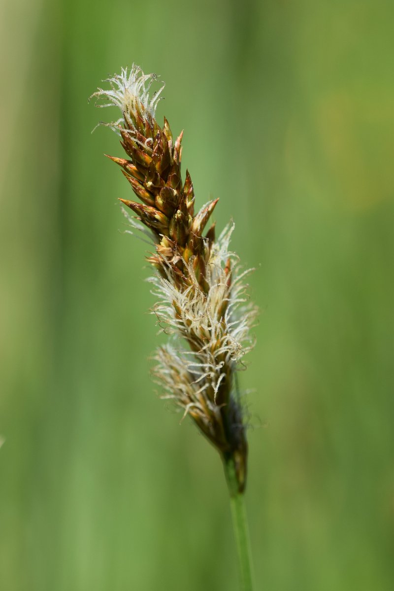 Tworank Sedge photo 7