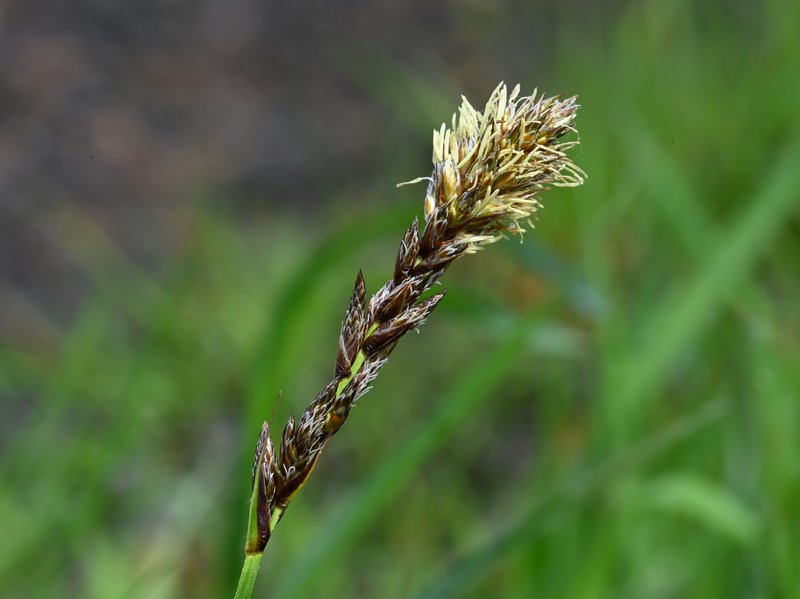 Tworank Sedge photo 8
