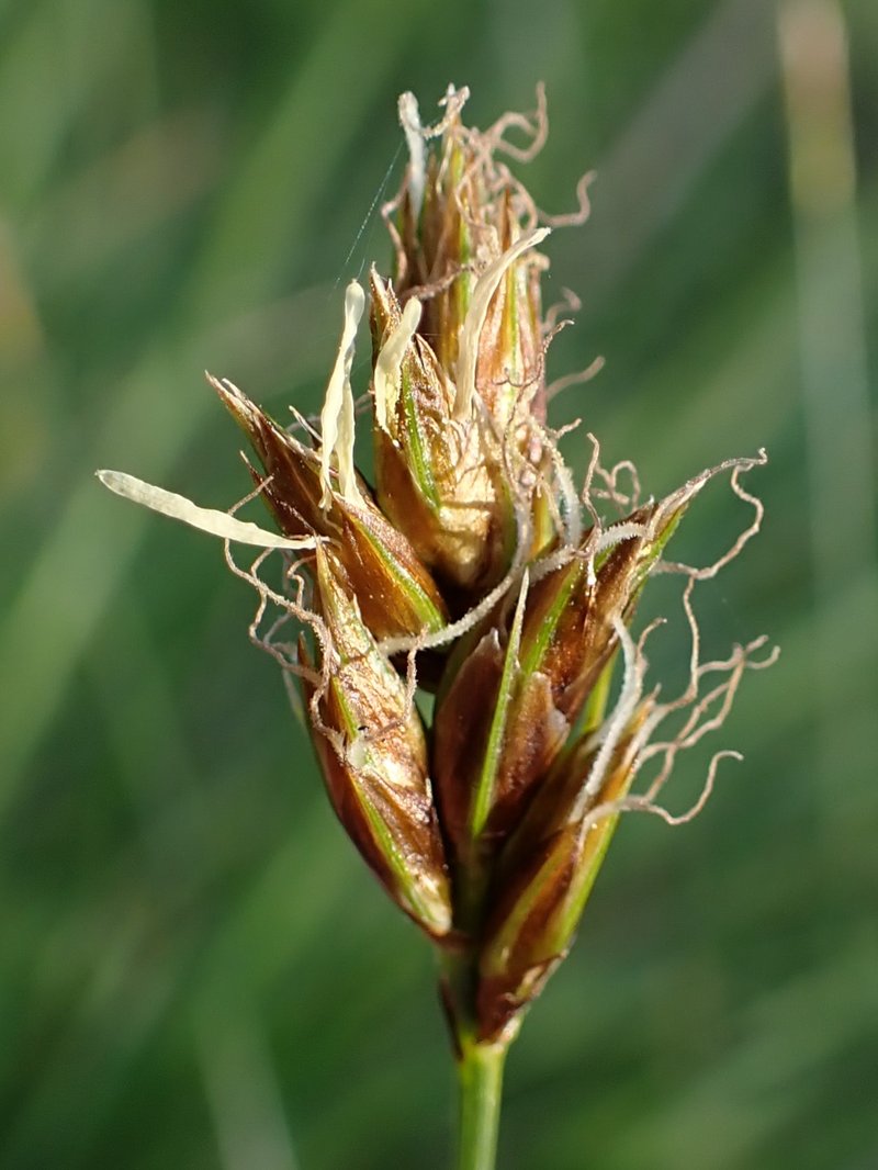 Separated Sedge photo 3