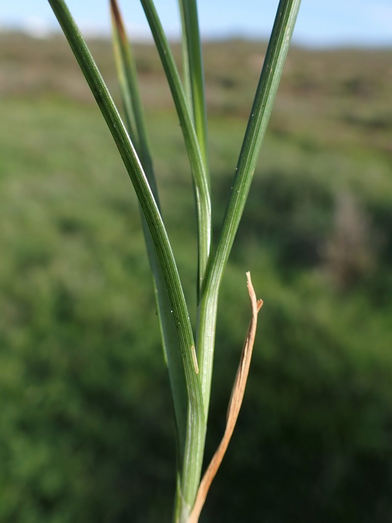 Separated Sedge photo 4