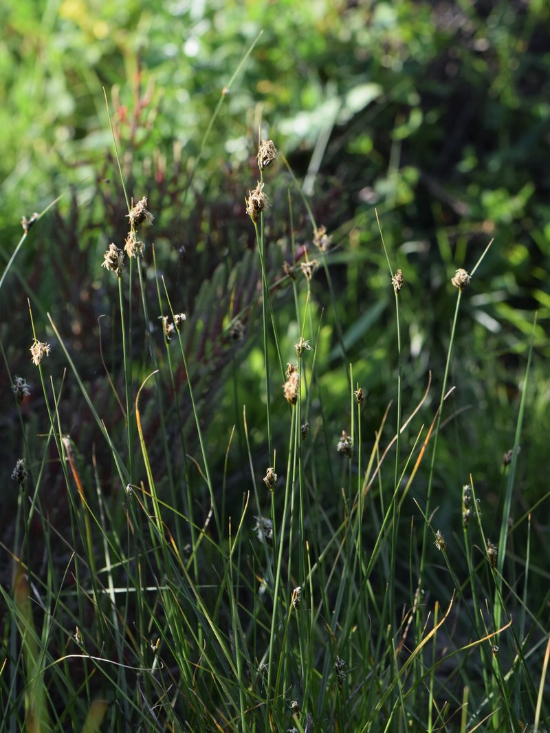 Separated Sedge photo 5