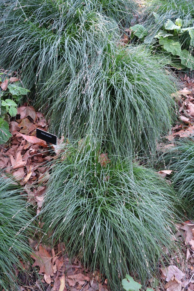 Grassland Sedge photo 3