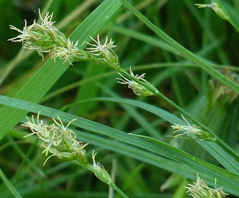 Grassland Sedge photo 5