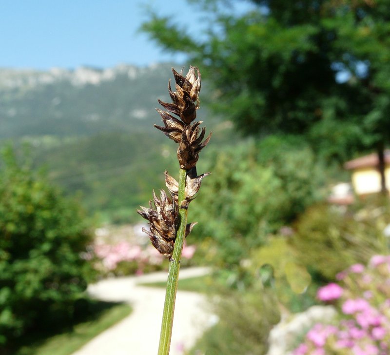 Grassland Sedge photo 6