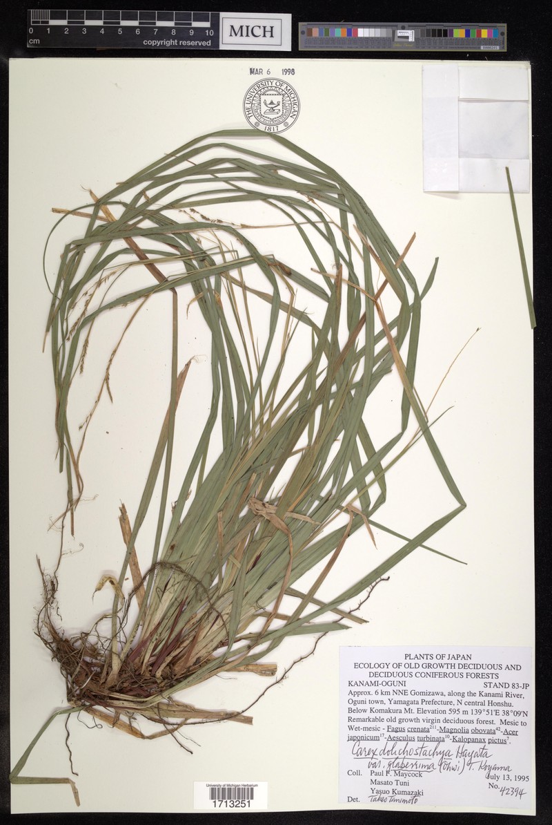 Carex dolichostachya var. glaberrima