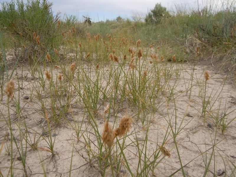 Douglas' Sedge photo 3