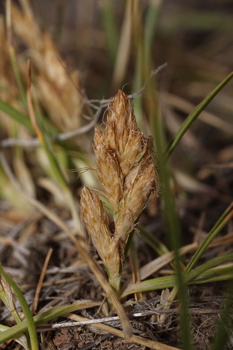 Douglas' Sedge photo 5