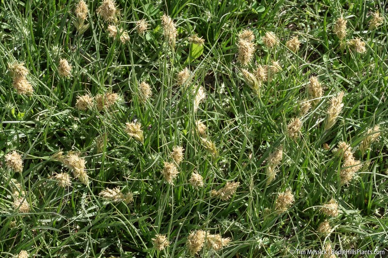 Douglas' Sedge photo 6