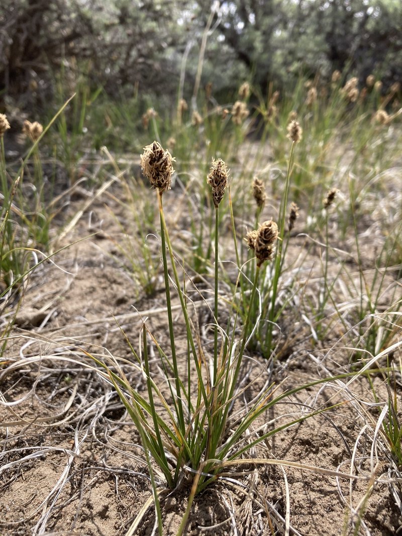 Needleleaf Sedge