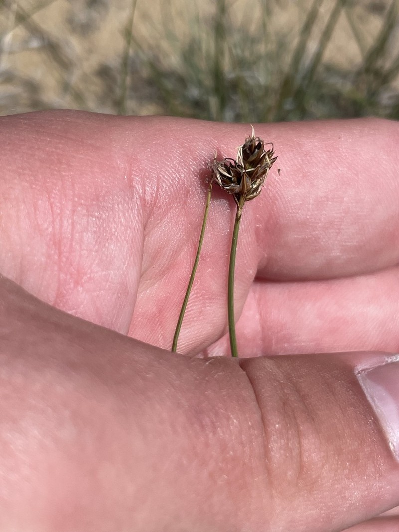 Needleleaf Sedge photo 2
