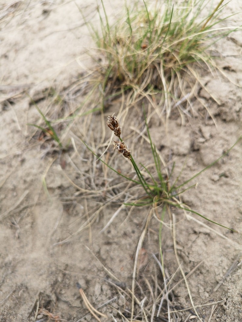 Needleleaf Sedge photo 3