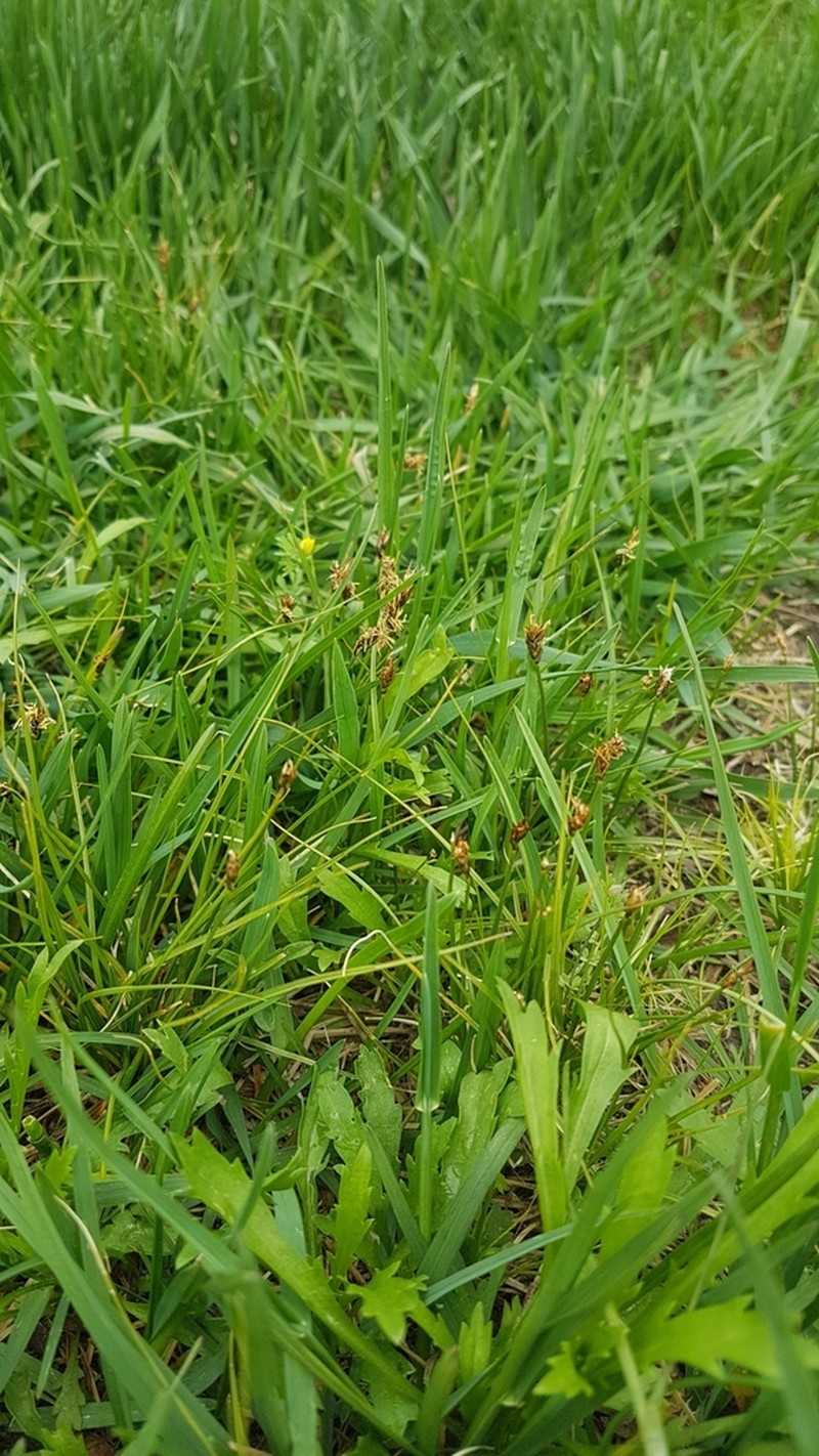 Needleleaf Sedge photo 4
