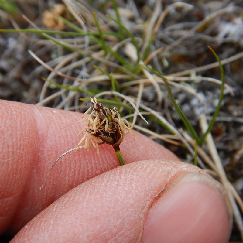 Needleleaf Sedge photo 5