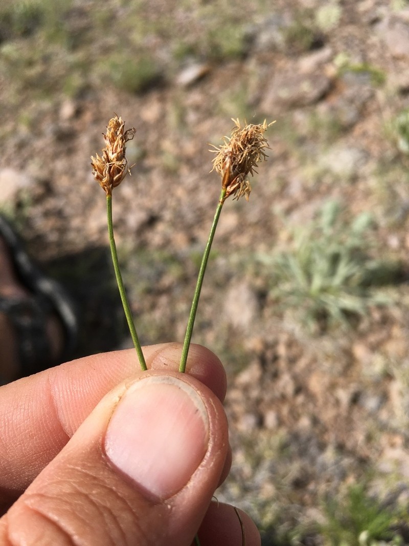Needleleaf Sedge photo 6