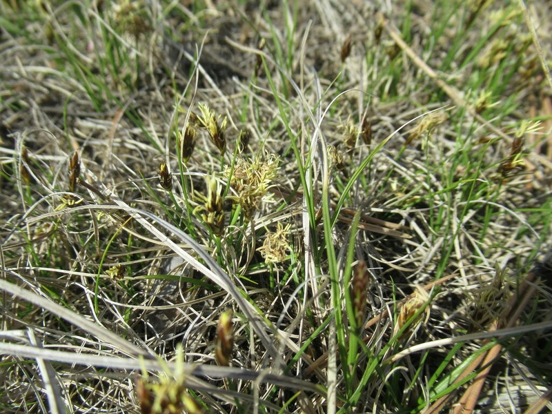 Needleleaf Sedge photo 7