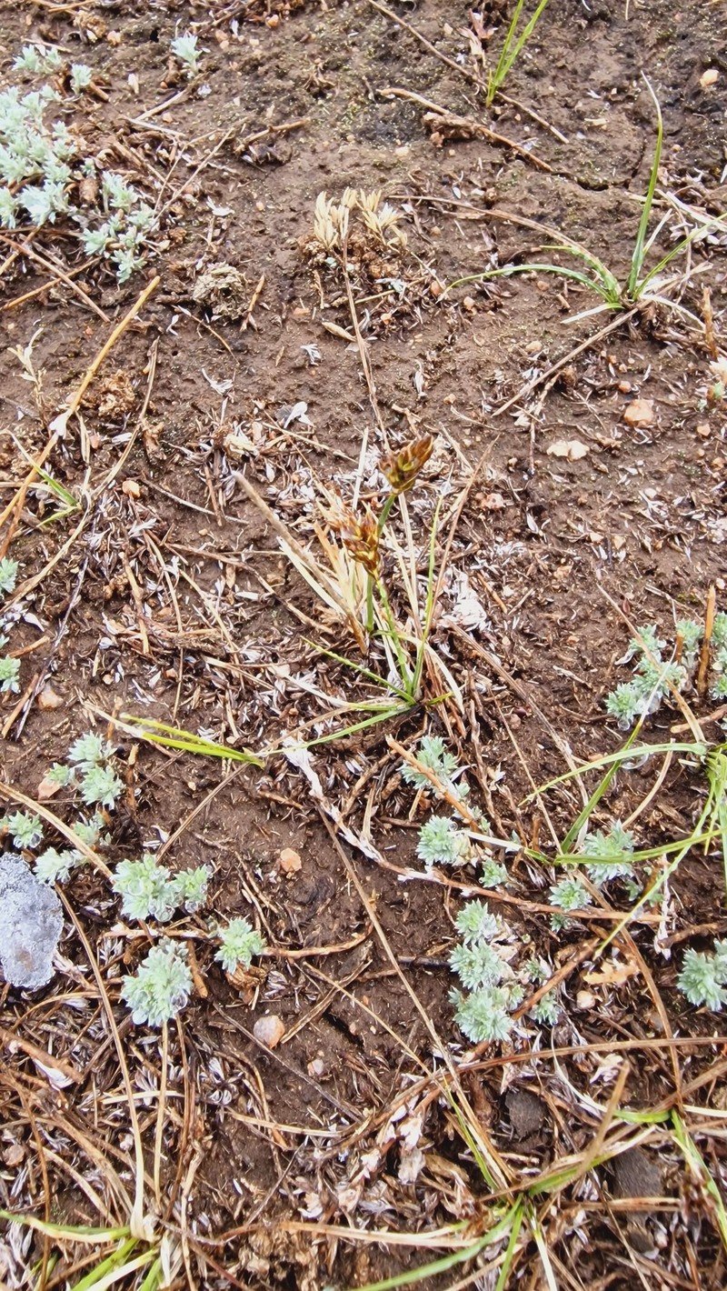 Carex duriuscula subsp. duriuscula