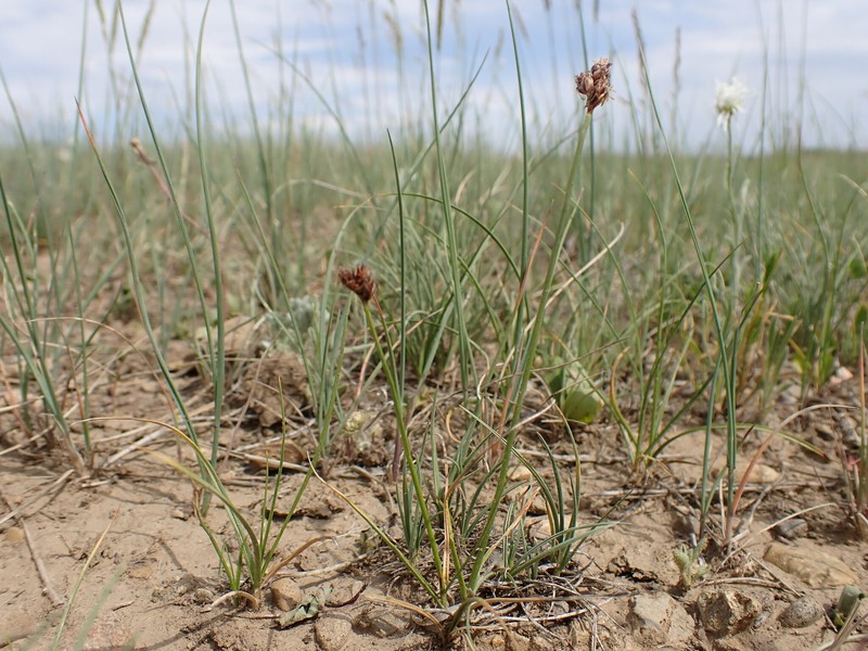 Carex duriuscula subsp. duriuscula photo 2