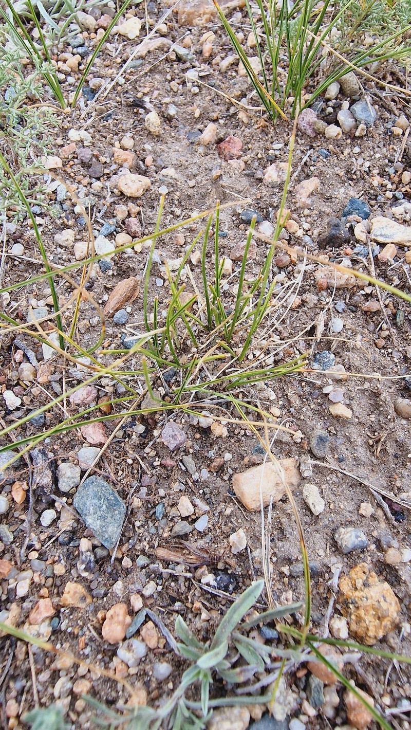Carex duriuscula subsp. duriuscula photo 3