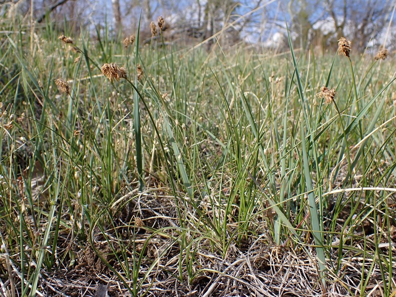 Carex duriuscula subsp. duriuscula photo 4