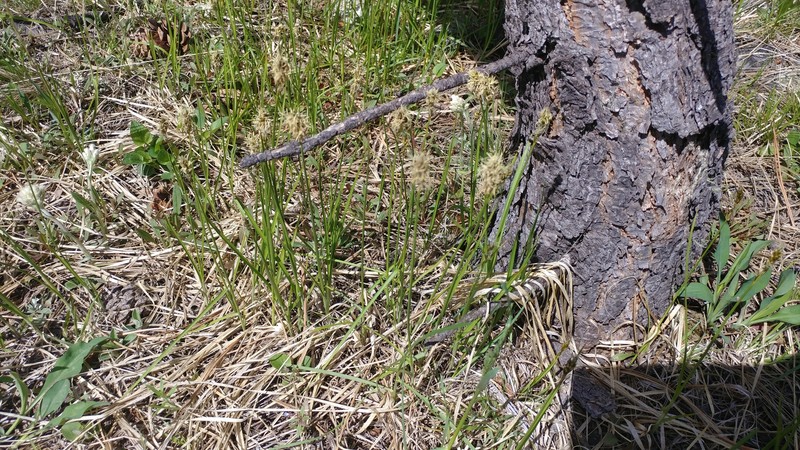 Carex duriuscula subsp. duriuscula photo 5