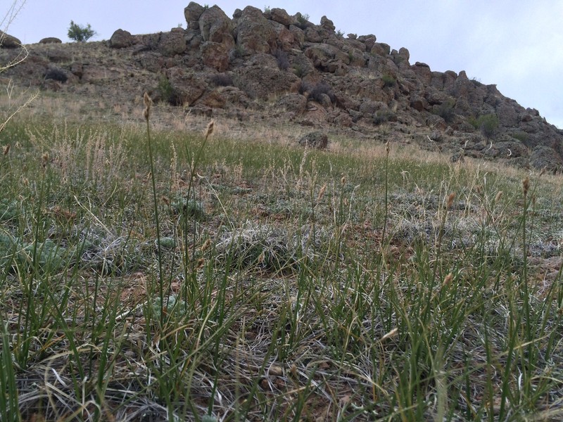 Carex duriuscula subsp. duriuscula photo 6