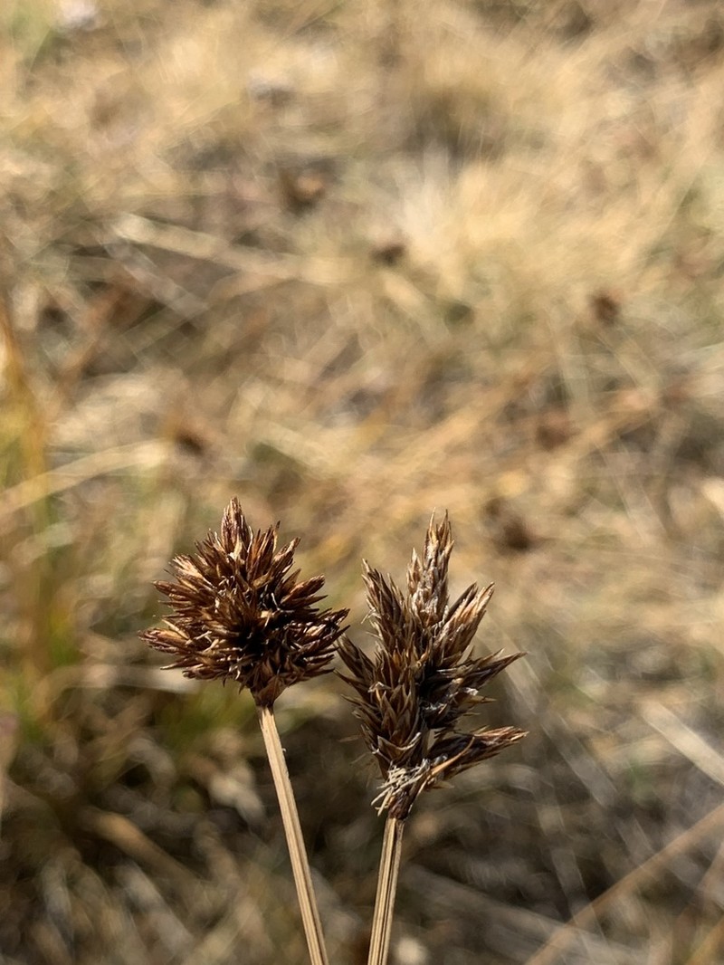 Ebony Sedge