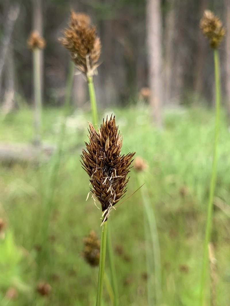 Ebony Sedge photo 3
