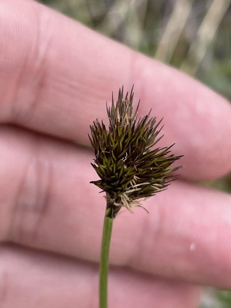 Ebony Sedge photo 4