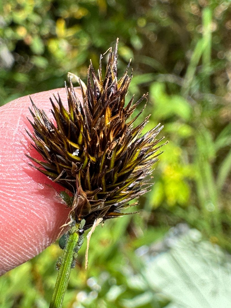 Ebony Sedge photo 5