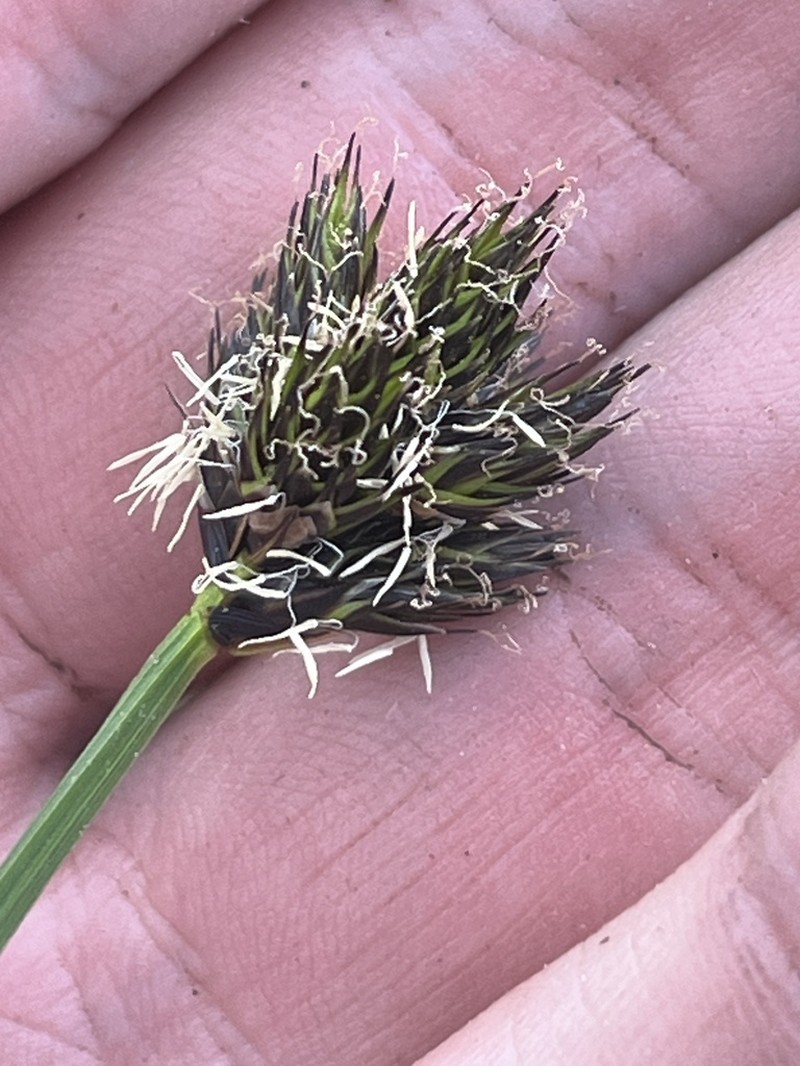 Ebony Sedge photo 6