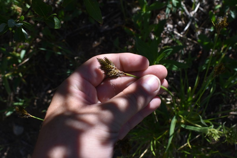 Ebony Sedge photo 7