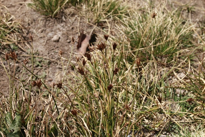 Ebony Sedge photo 8