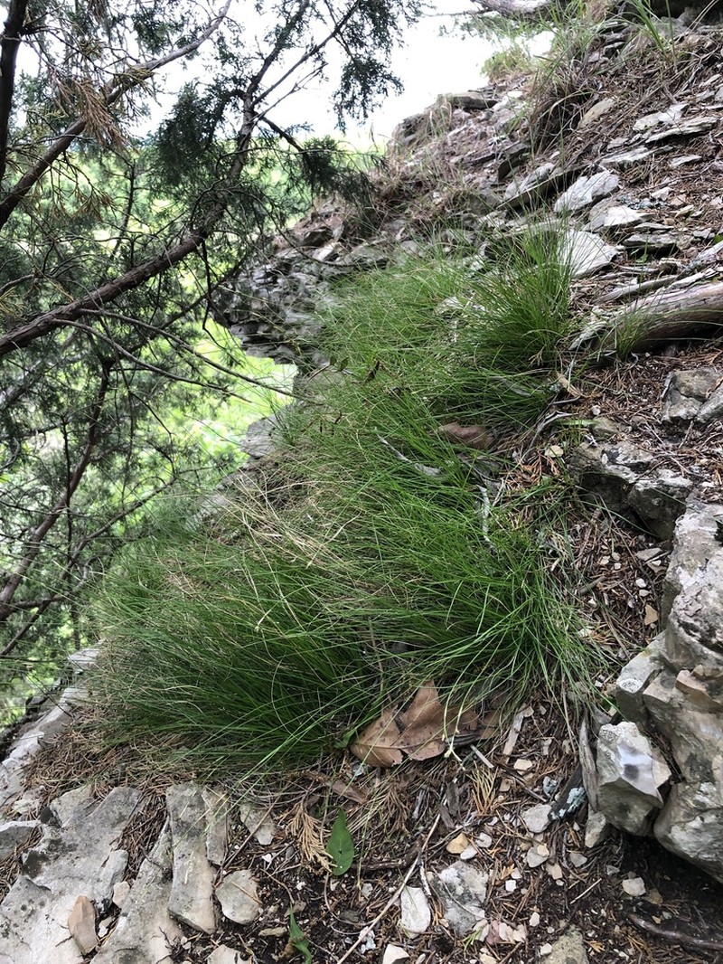 Bristleleaf Sedge photo 3