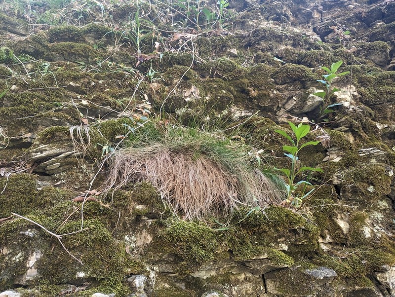 Bristleleaf Sedge photo 4