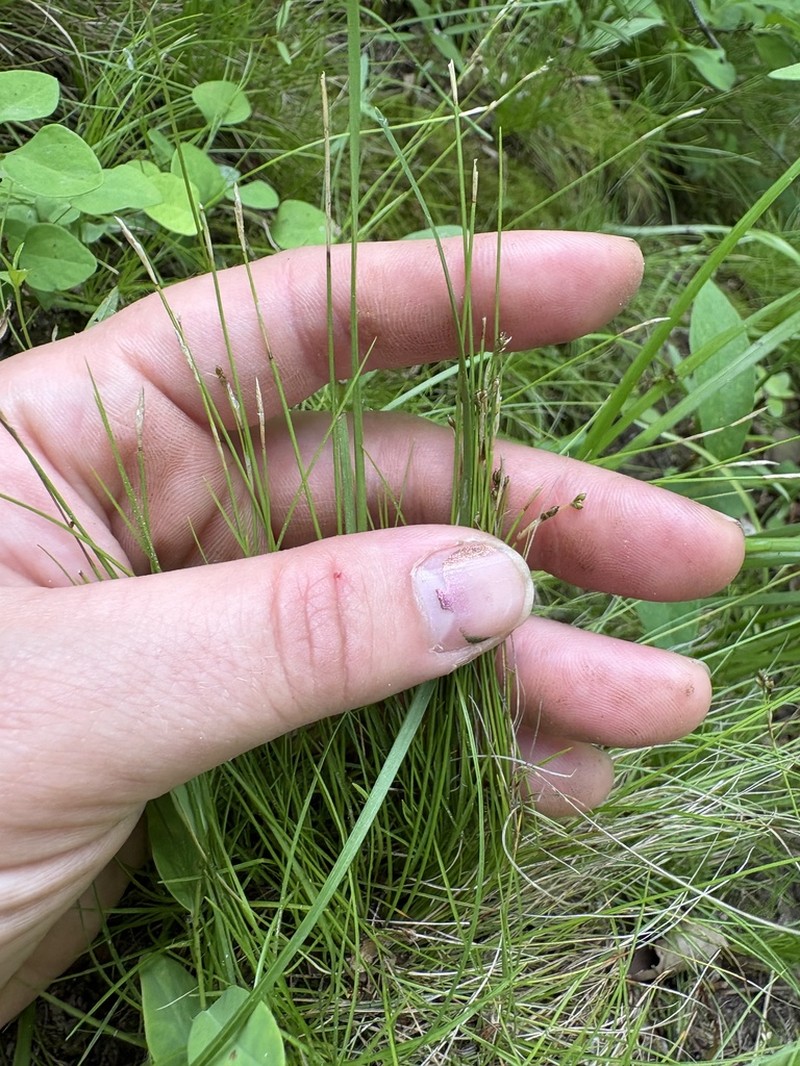 Bristleleaf Sedge photo 5