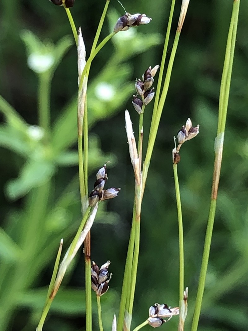 Bristleleaf Sedge photo 6