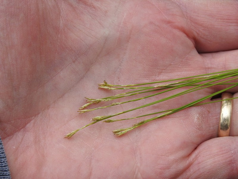 Bristleleaf Sedge photo 7