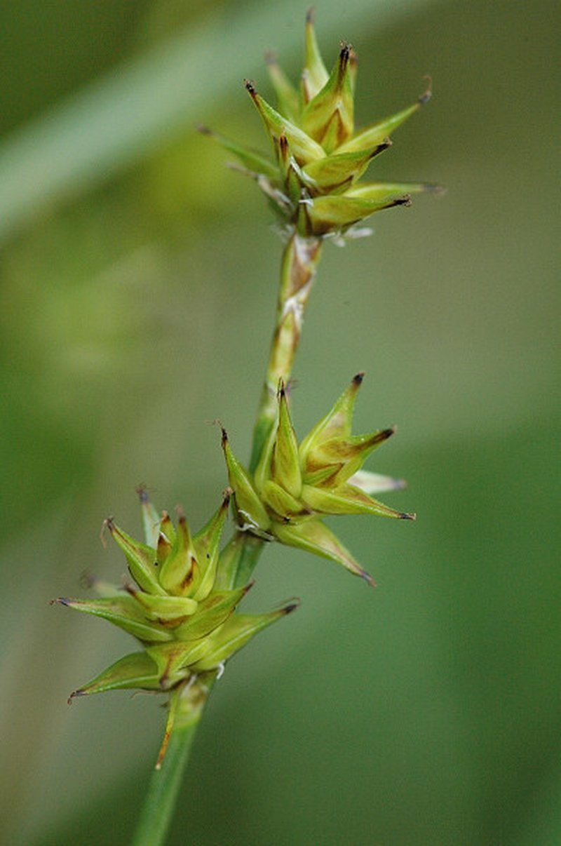 Star Sedge