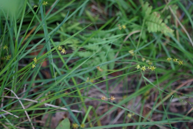 Star Sedge photo 2