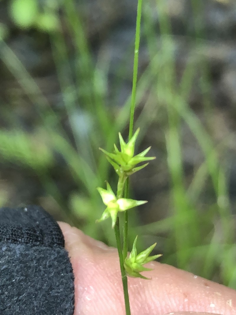 Star Sedge photo 3