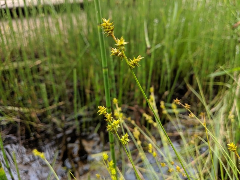 Star Sedge photo 4